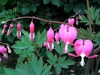 ケマンソウ (華鬘草) /タイツリソウ (鯛釣草) (撮影日：2008年4月29日)