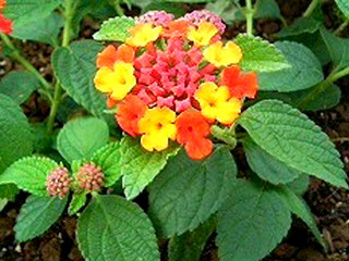 ランタナ (撮影日：2008年5月20日)