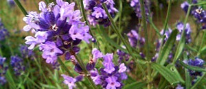 紫色のラベンダーの花