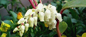 白色のセイヨウイワナンテンの花