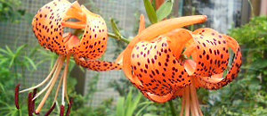 オレンジ色のオニユリの花