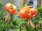 オレンジ色のオニユリの花(鬼百合) (撮影日：不明) 