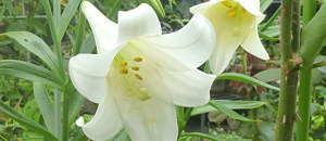白色のテッポウユリの花(鉄砲百合)