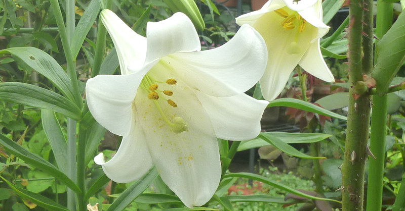 不詳/作者不詳/鉄砲百合/ユリ図/布袋屋掛軸HG-343 不詳/作者不詳/鉄砲百合/ユリ図/布袋屋掛軸HG-343 - メルカリ