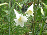 白色のテッポウユリの花 (鉄砲百合) (撮影日：2015年6月14日) 