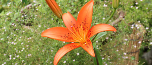 オレンジ色のスカシユリの花