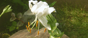 白色のカノコユリの花