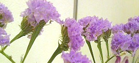 紫色のスターチスの花