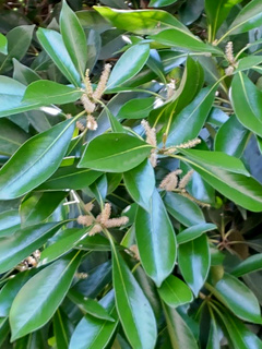 マテバシイ(馬刀葉椎、全手葉椎) (撮影日：2022年6月13日)