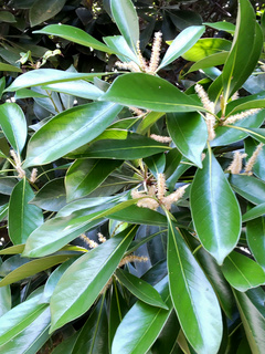 マテバシイ(馬刀葉椎、全手葉椎) (撮影日：2022年6月13日)