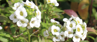 白色のスイートアリッサム