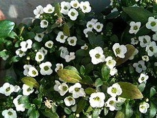 スイートアリッサム(庭薺)(撮影日：2008年4月9日)