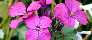 赤紫色のルナリアの花