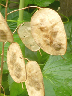 図 ルナリアの短角果 (合田草)