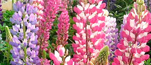 ピンク色のルピナスの花