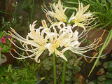 シロバナマンジュシャゲ(白花曼殊沙華) ヒガンバナ(彼岸花)