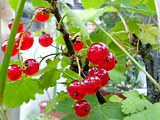 房酸塊の花 (レッドカーラント)