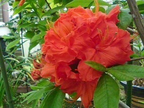 レンゲツツジ (蓮華躑躅) (撮影日：2013年5月9日)