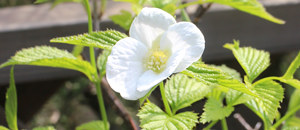 白色のシロヤマブキの花