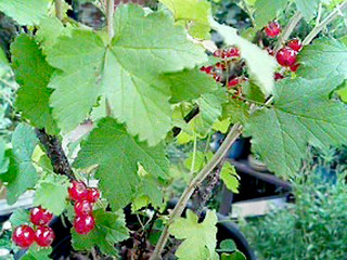 レッドカラント フサスグリの果実が生る木の画像 (撮影日：2008年6月25日) 