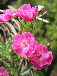 ミニバラ(薔薇) ミニチュア(撮影日：2023年5月11日)