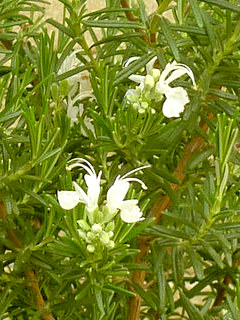 ローズマリー・ホワイト