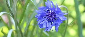 青色のヤグルマギクの花