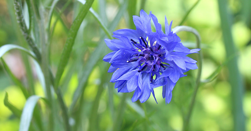 ヤグルマギク(矢車菊) - 【植物図鑑】 花の名前を調べる - hananani.com
