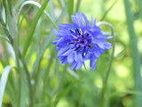 矢車菊の花 (コーンフラワー)