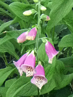 ジギタリス (撮影日：2014年5月13日)