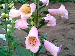 ジギタリス (撮影日：2014年5月13日)