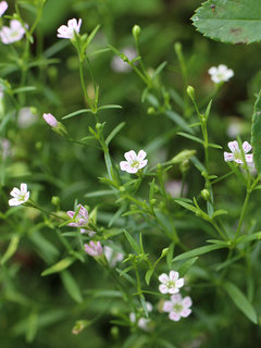 ジプソフィラ・ムラリス サモフィリエラ・ムラリス 矮性カスミソウ(霞草) (撮影日：2023年9月23日)