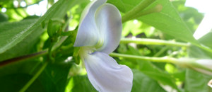 紫色のシカクマメの花