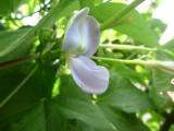 青色のシカクマメの花 (四角豆) (撮影日：2010年9月2日) 