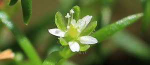 白色のツメクサの花