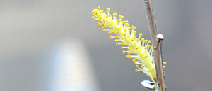 黄色のシダレヤナギの雄花