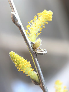 銀色に塗られたシダレヤナギの枝の開花 (撮影日：2022年2月7日)