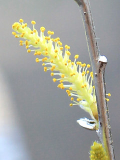 シダレヤナギの雄花序 (撮影日：2022年2月7日)