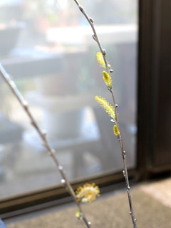 開花するシダレヤナギの枝 (撮影日：2022年2月7日)