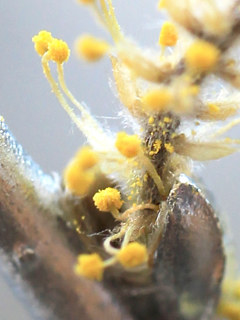 シダレヤナギの雄しべ (撮影日：2022年2月7日)