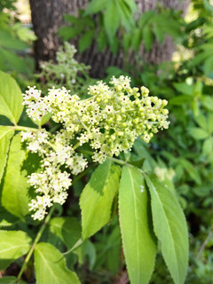 ニワトコ(接骨木、庭常) (撮影日：2021年4月15日)