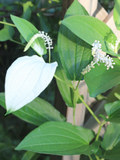 白色の半夏生の花 (撮影日：2025年6月30日) 