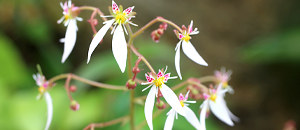 白色の雪下の花