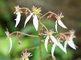 雪下の花