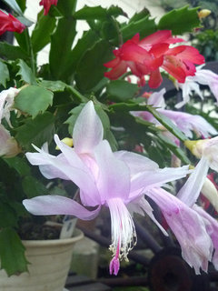 シャコバサボテン デンマークカクタス ホワイトベル (撮影日：2017年12月5日)