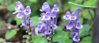コバノタツナミ(小葉立浪)