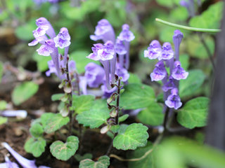 コバノタツナミ (小葉立浪) (撮影日：2023年5月1日)