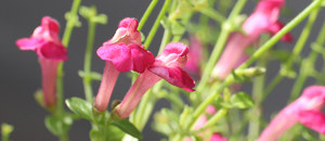 赤色のスクテラリアの花の画像