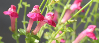 赤色のスクテラリア