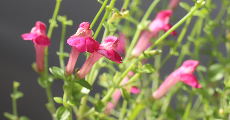 スクテラリア - 花の名前を調べる